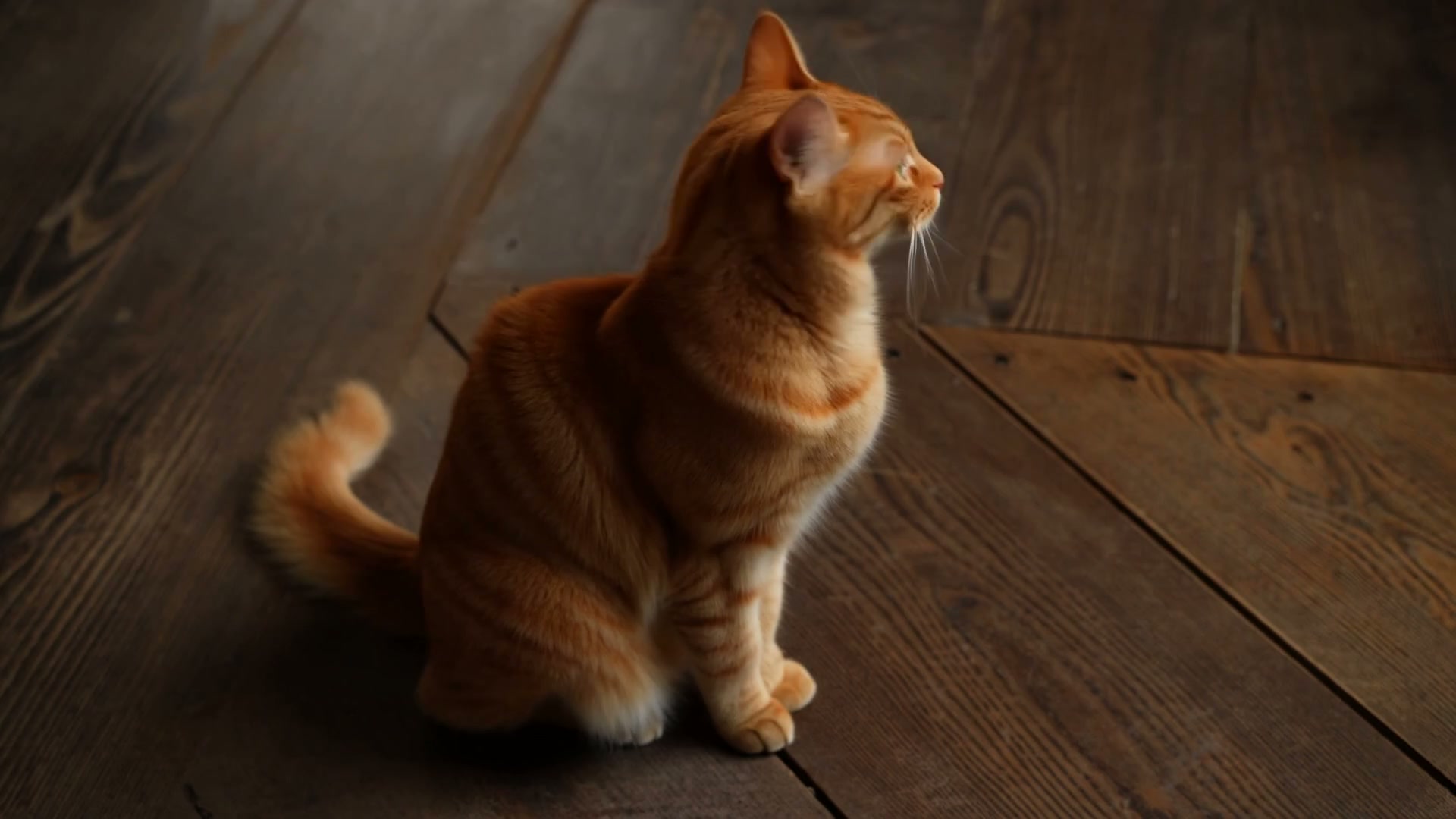 cat